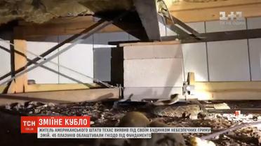 У жителя штату Техас під будинком 45 гримучих змій облаштували гніздо