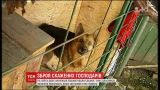 Холодна зброя: в Україні господарю бійцівської собаки, яка скалічила людину, загрожує лише адміністративний штраф