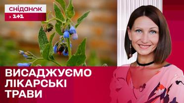 Обов'язково посадіть це на городі! Лікарські трави поруч з домом! Поради Антоніни Лесик