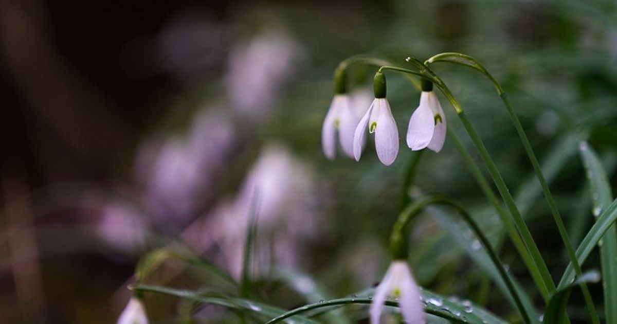 Ukraine Weather Forecast: Surprises with Changeable Conditions, Warming Expected in February