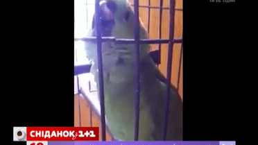 Попугай научился копировать плач ребенка