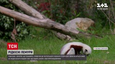 Новини світу: рідкісних лемурів, що танцюють, привезли до Честерського зоопарку в Британії