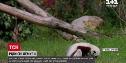 Новини світу: рідкісних лемурів, що танцюють, привезли до Честерського зоопарку в Британії