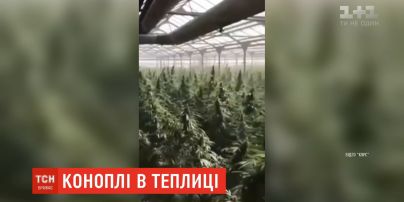 В Красноярске мужчина оборудовал теплицу с коноплей в квартире - 28 января - НГСру