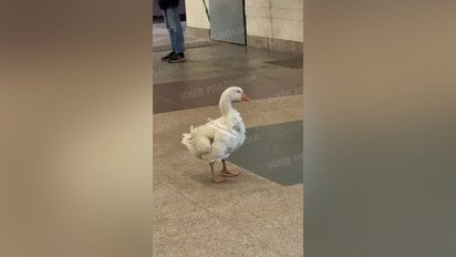 В Киеве в метро гуляет уже известный всем гусь