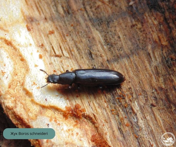 Boros schneideri. / © Чорнобильський радіаційно-екологічний біосферний заповідник