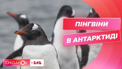 Як мешкають пінгвіни біля української антарктичної станції Академік Вернадський