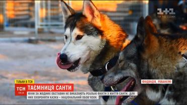 У черговій серії "Дорога до Санти" ТСН розповість, як у Лапландії живуть казкові тварини