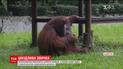 В Индонезии скандал подняло видео, на котором орангутанг курит сигарету в зоопарке