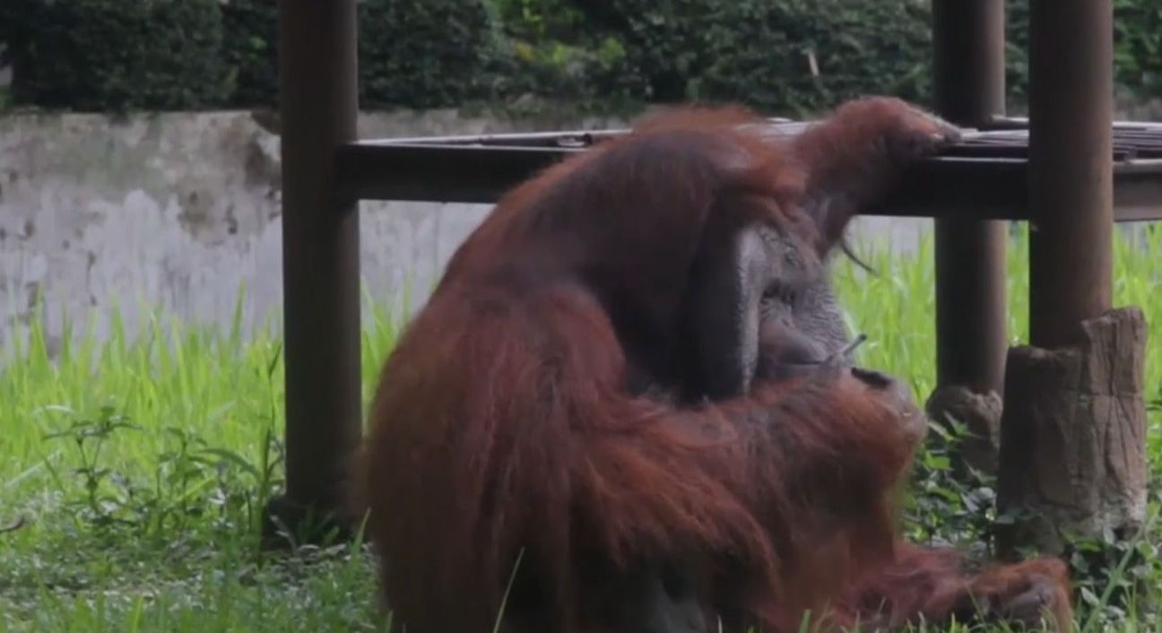 В Индонезии скандал подняло видео, на котором орангутанг курит сигарету в зоопарке