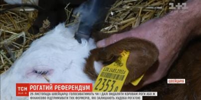Швейцарцы организуют референдум, чтобы решить, удалять ли коровам рога