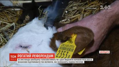 Швейцарцы организуют референдум, чтобы решить, удалять ли коровам рога