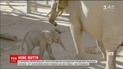 В калифорнийском зоопарке родился маленький слоненок
