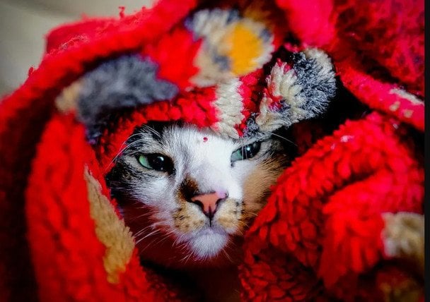 Старіння котів може бути ключем до розгадки захворювань мозку у людей