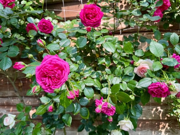 Розы / © ТСН