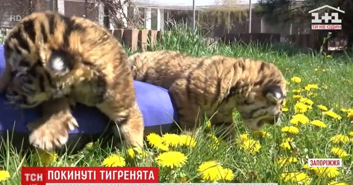 В Мелитопольском зоопарке тигрица отказалась от двух новорожденных тигрят