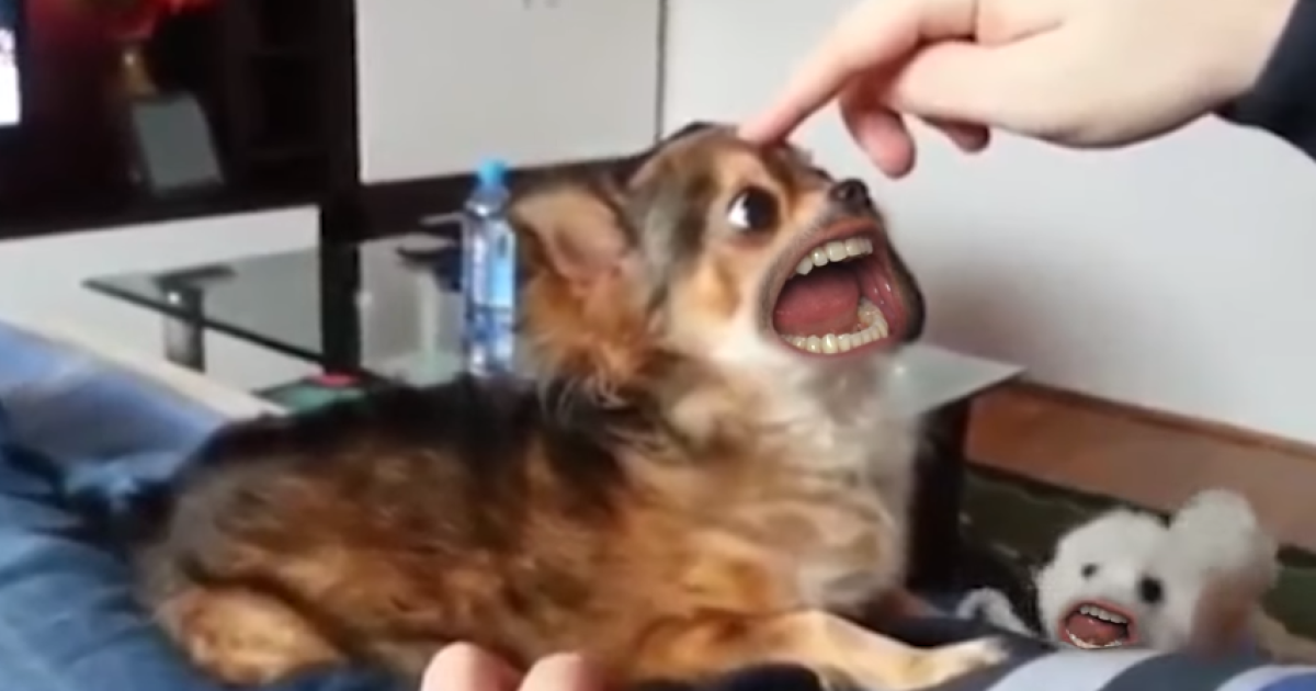 Психоделические псы и ожидание игры сборной Украины. Тренды соцсетей