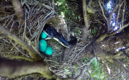 Суровые правила природы: GoPro засняла огромную змею, которая проглотила все птичьи яйца из гнезда