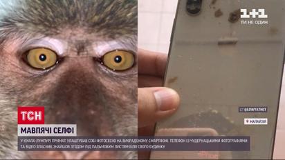 У Малазії мавпа влаштувала фотосесію на вкрадений телефон