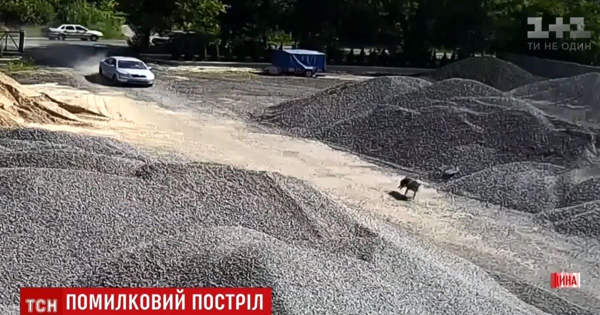 На Рівненщині депутат машиною чавив "вовка", який виявився породистим собакою