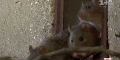 В центре Одессы десятки семей страдают от нашествия крыс