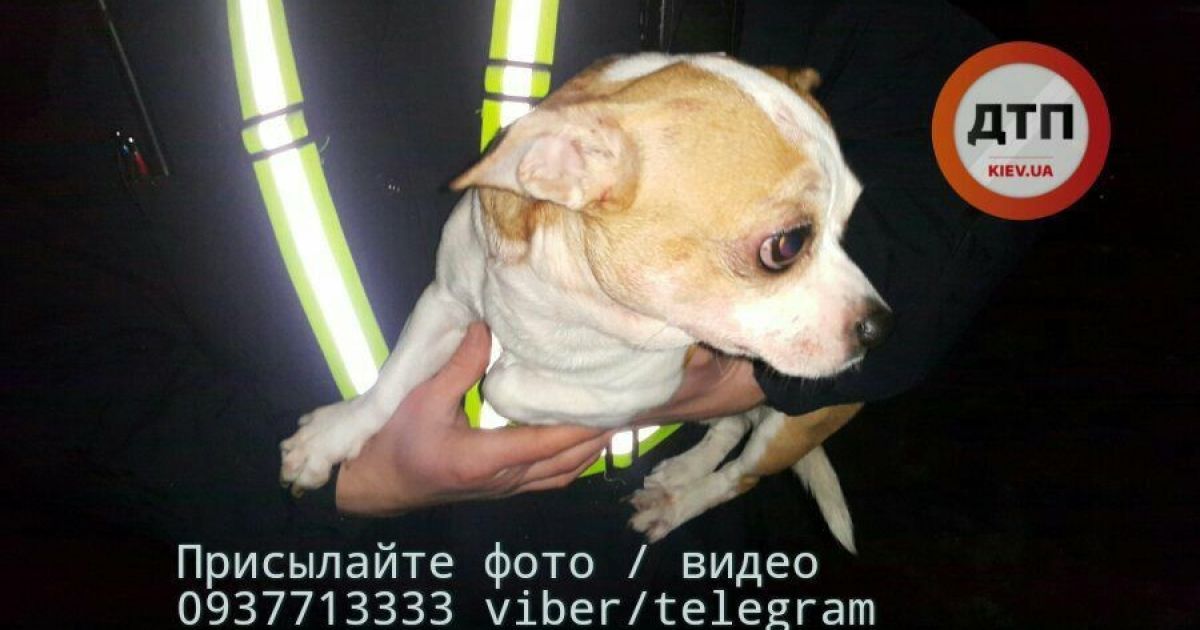 Криваве ДТП у Києві_16