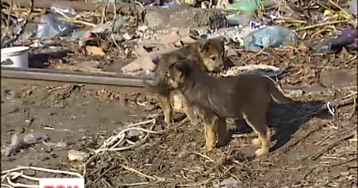 В Киеве под угрозой оказались бродячие собаки