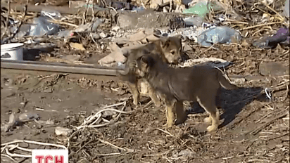 У столиці масово гинуть бродячі собаки