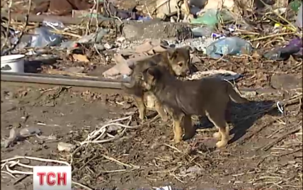У Києві десятками загадково гинуть собаки