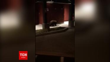 В США полицейский во время патрулирования обнаружил медведей посреди города