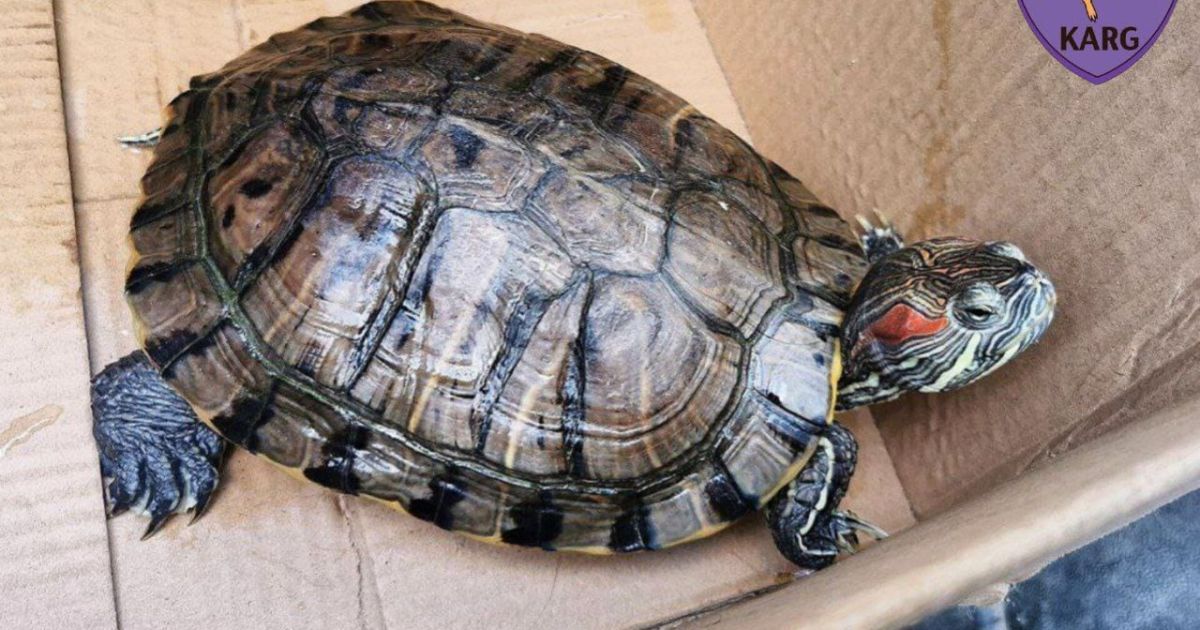 Дівчинка черепашка тепер на кураторстві команди зоозахисників / Фото: Kyiv Animal Rescue Group