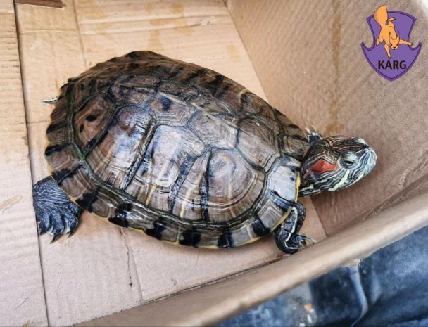 Дівчинка черепашка тепер на кураторстві команди зоозахисників / Фото: Kyiv Animal Rescue Group