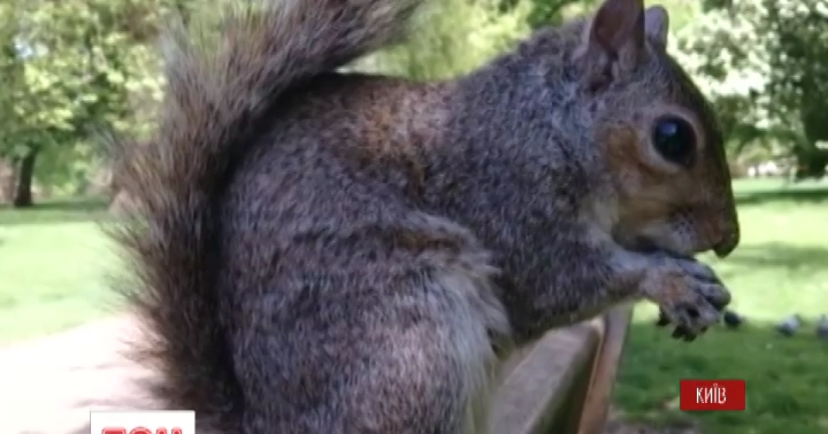 Thumbnail for "24_білка"