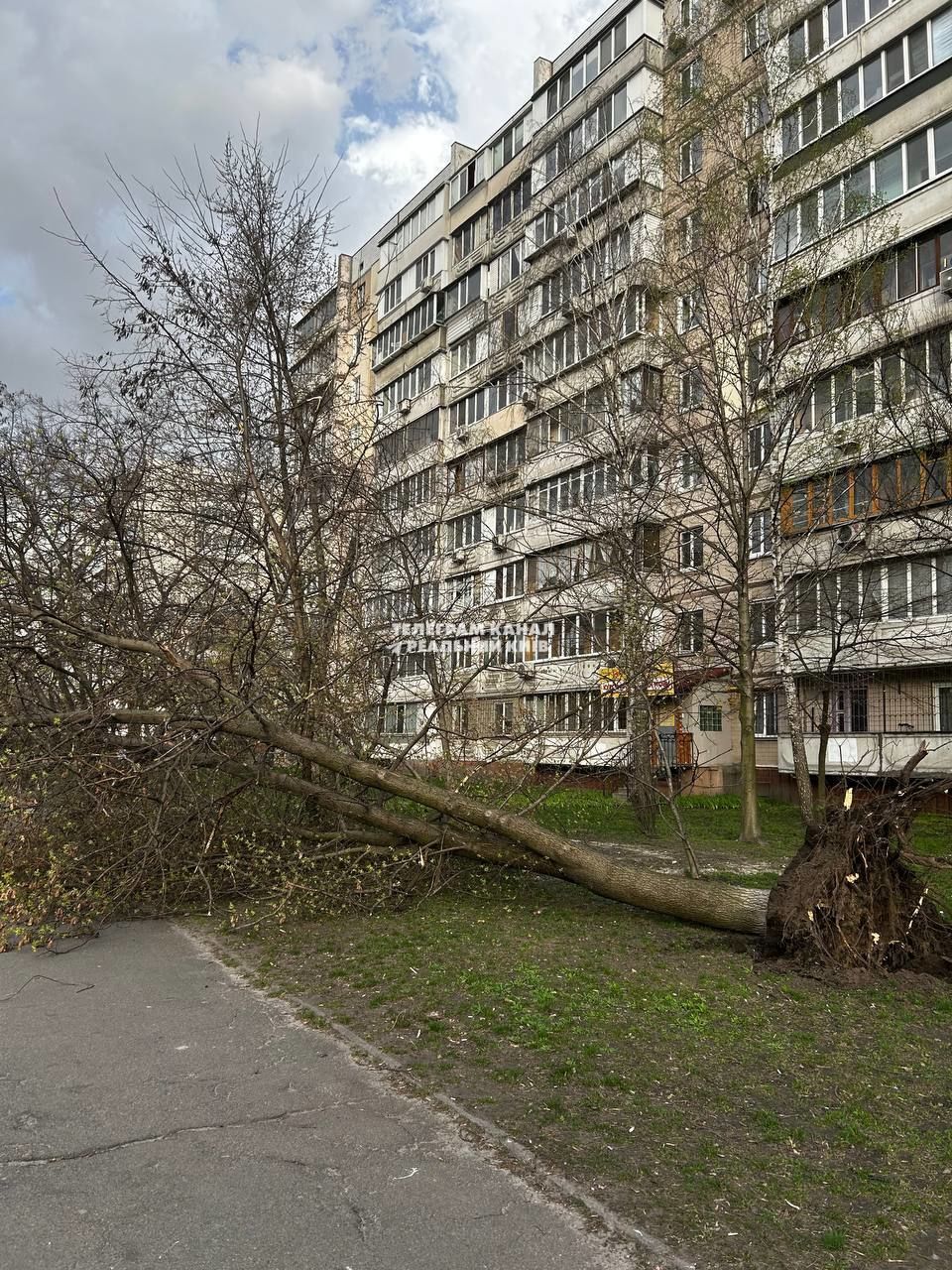 Вітер вириває дерева просто з корінням / Фото: Telegram-канал 