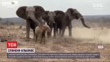 Стадо дорослих слонів у ПАР прийняло до себе слоненя-альбіноса