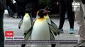 В американском зоопарке устроили прогулку для королевских пингвинов