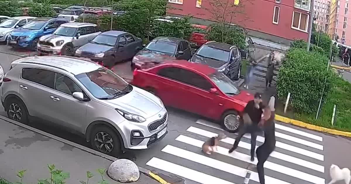 В Сети обсуждают драку между владельцами собак в Киеве: видео