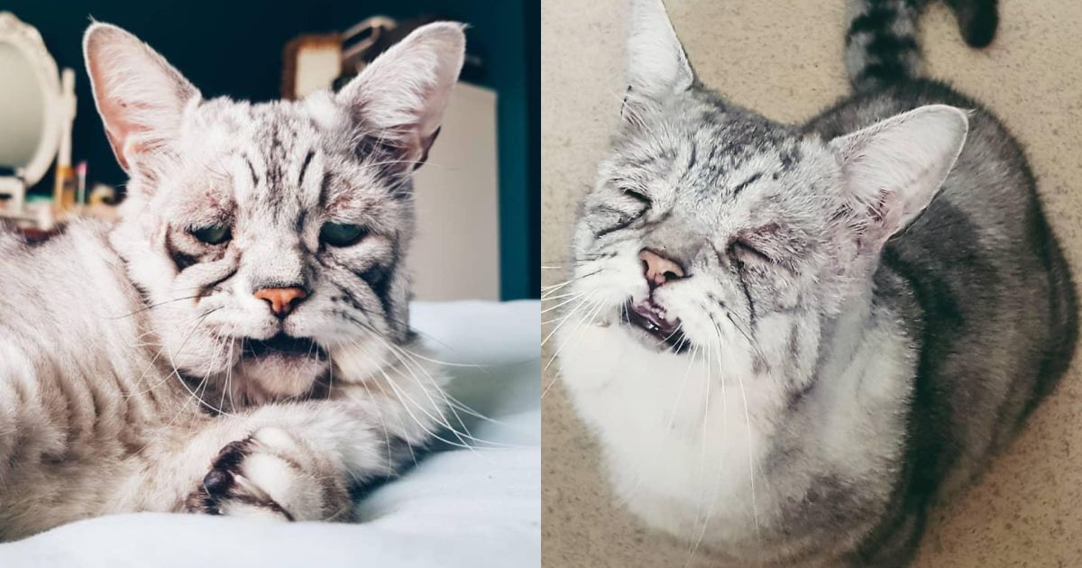 Еще один Grumpy Cat: кот с "уставшей" мордой становится новой звездой Instagram