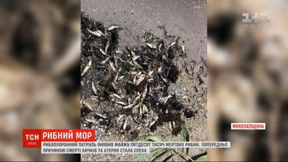 В Николаевской области почти километр береговой полосы лимана устлан мертвой рыбой