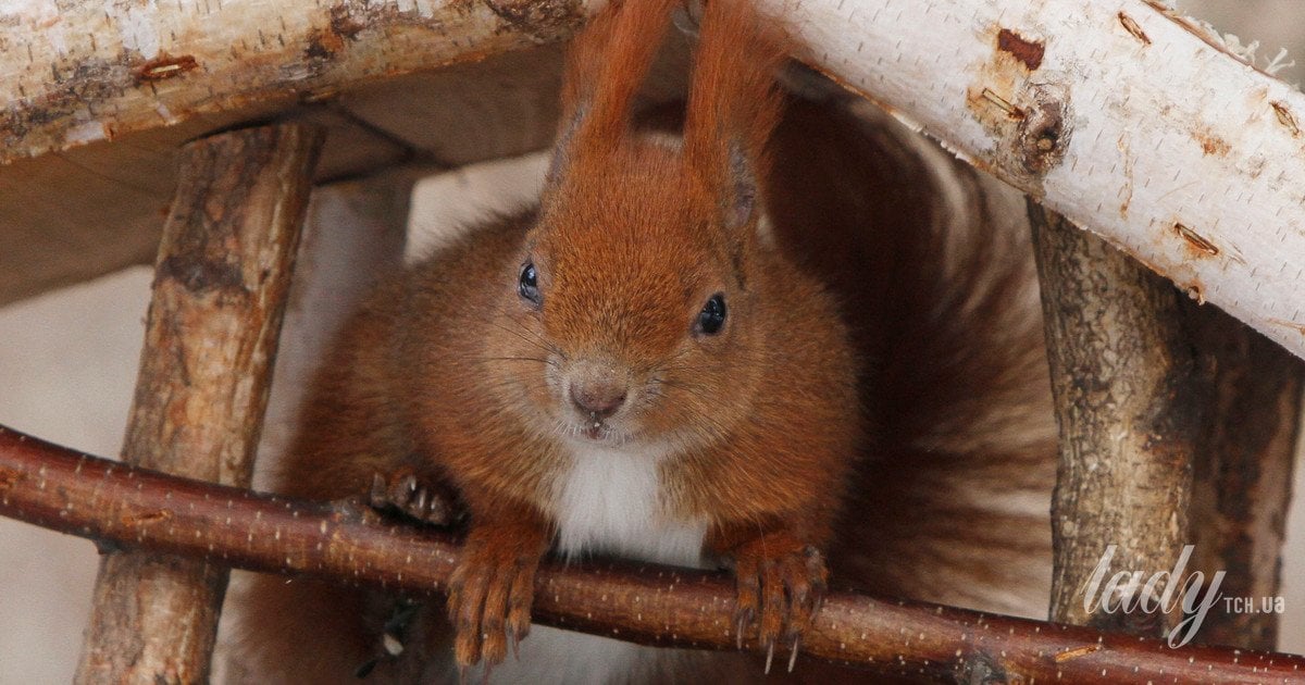 як зупинити білок, які шукають прихистку взимку