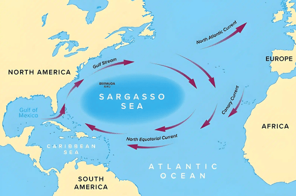 Чотири основні течії утворюють Північноатлантичний кругообіг, створюючи море площею два мільйони квадратних миль без берегових кордонів. / © The Daily Galaxy