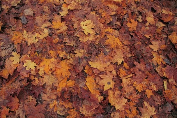Народні прикмети 6 жовтня / © pexels.com