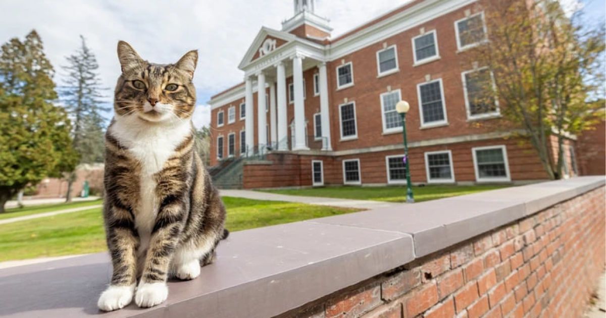 Кіт Макс ходить до університету, як на роботу. Фото: Vermont State University/Facebook