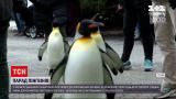 У американському зоопарку влаштували прогулянку для королівських пінгвінів