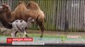 В британском зоопарке верблюда назвали в честь новорожденного принца Луи