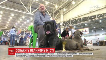 Власники собак великих порід розповіли про складнощі виживання вихованців у мегаполісі
