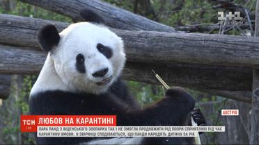 В Австрії пара панд так і не змогла продовжити рід попри сприятливі під час карантину умови