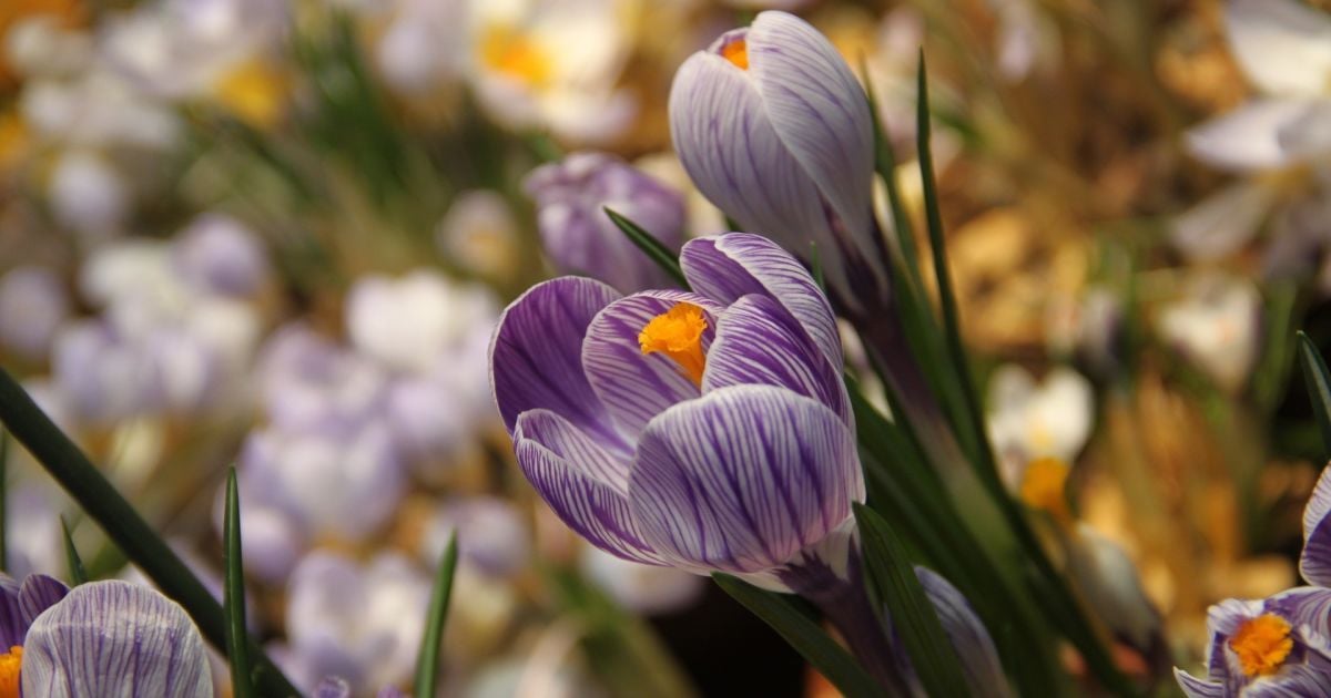 Самодельные открытки и поздравления в стихах. Что украинцы ищут к 8 Марта