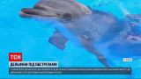 Родившаяся под обстрелами: в харьковском дельфинарии растет Мечта
