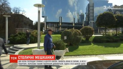 Козы в большом городе: как в центре Киева мужчина держит двух коз